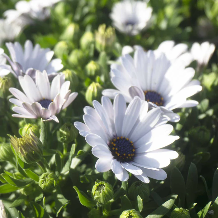 335-african-daisy-14.webp African Daisy