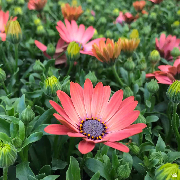 335-african-daisy-15.webp African Daisy
