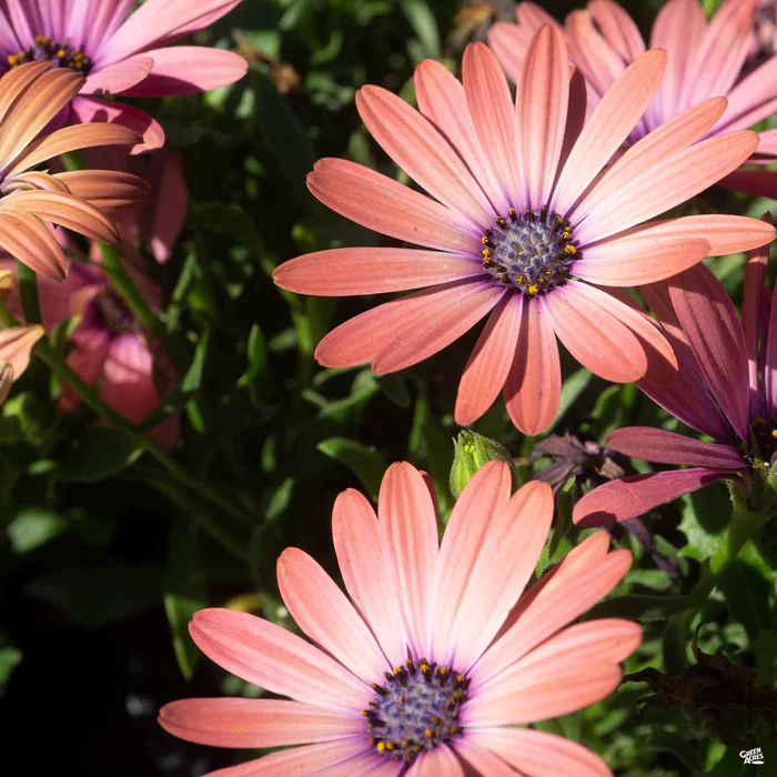 335-african-daisy-16.webp African Daisy