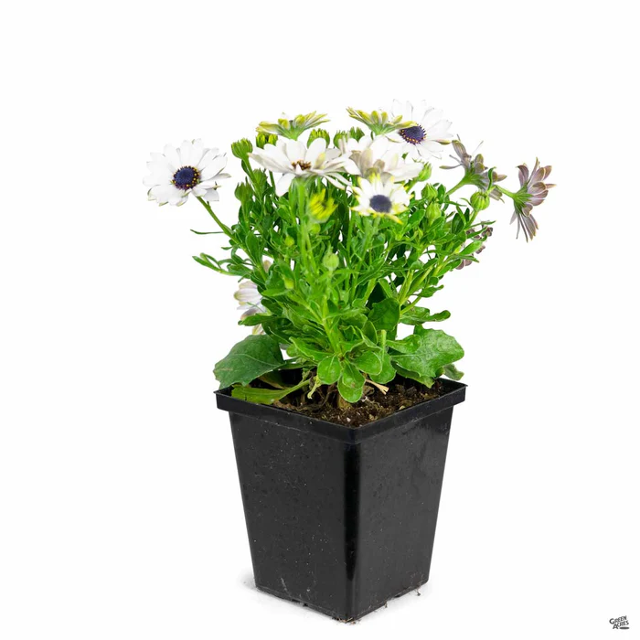 335-african-daisy-17.webp African Daisy