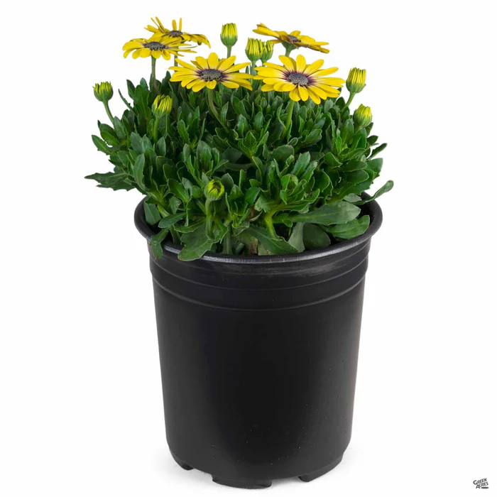 335-african-daisy-18.webp African Daisy
