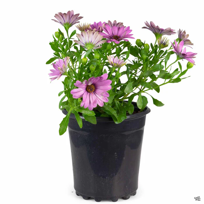335-african-daisy-19.webp African Daisy
