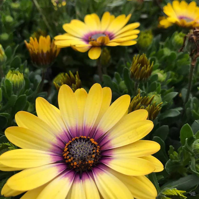 335-african-daisy-2.webp African Daisy