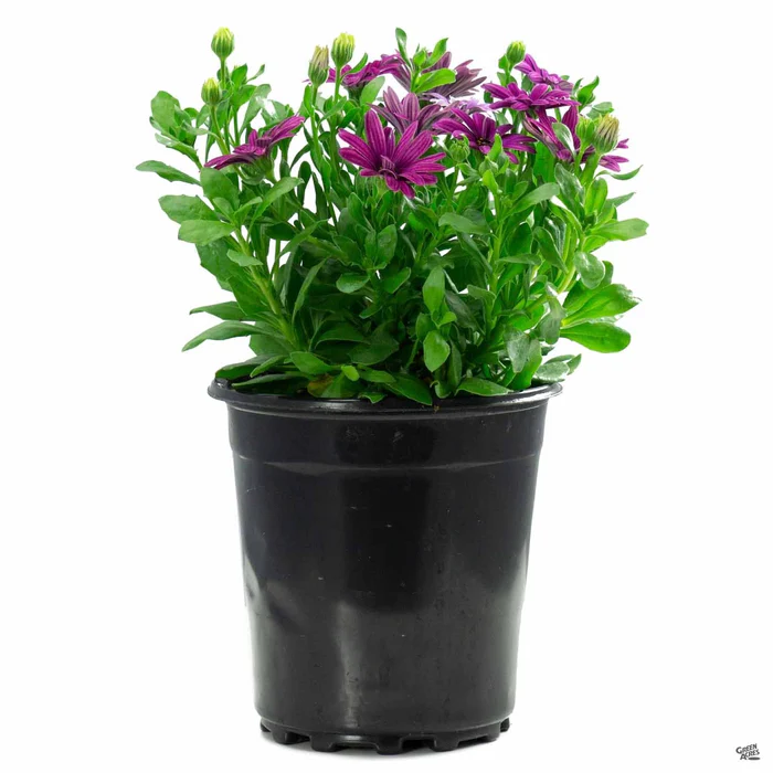 335-african-daisy-20.webp African Daisy
