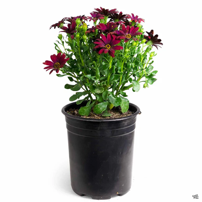 335-african-daisy-21.webp African Daisy