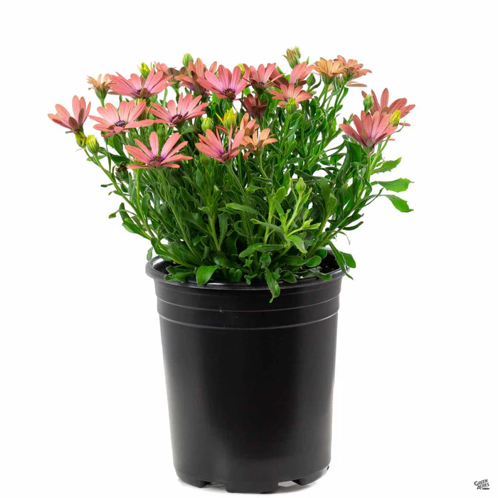 335-african-daisy-22.webp African Daisy