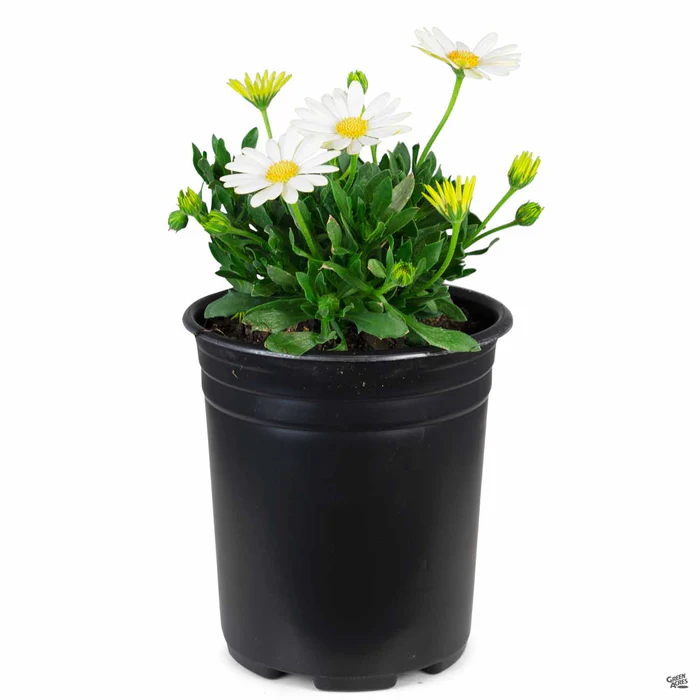 335-african-daisy-23.webp African Daisy