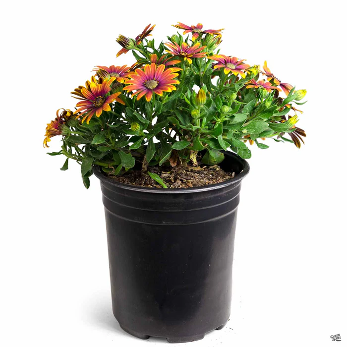 335-african-daisy-24.webp African Daisy