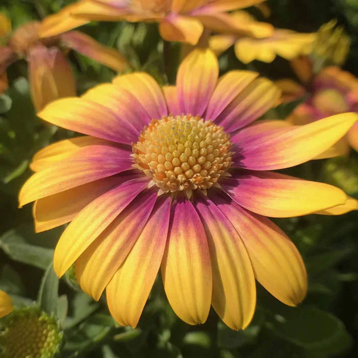 335-african-daisy-3.webp African Daisy