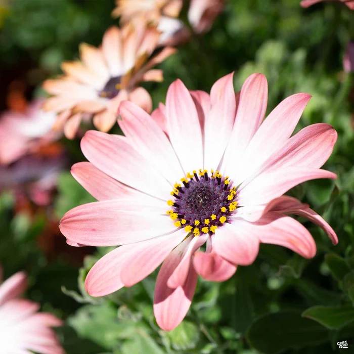 335-african-daisy-4.webp African Daisy