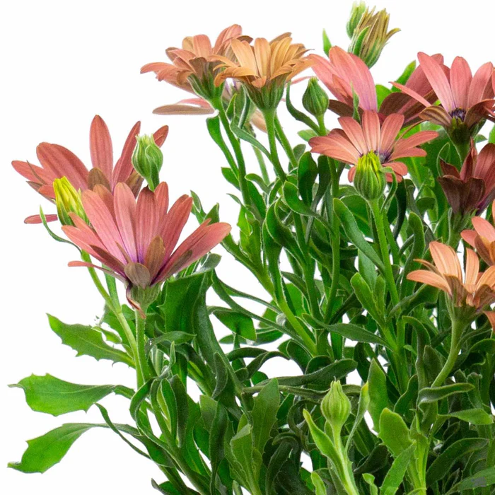 335-african-daisy-5.webp African Daisy
