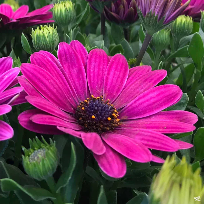 335-african-daisy-6.webp African Daisy