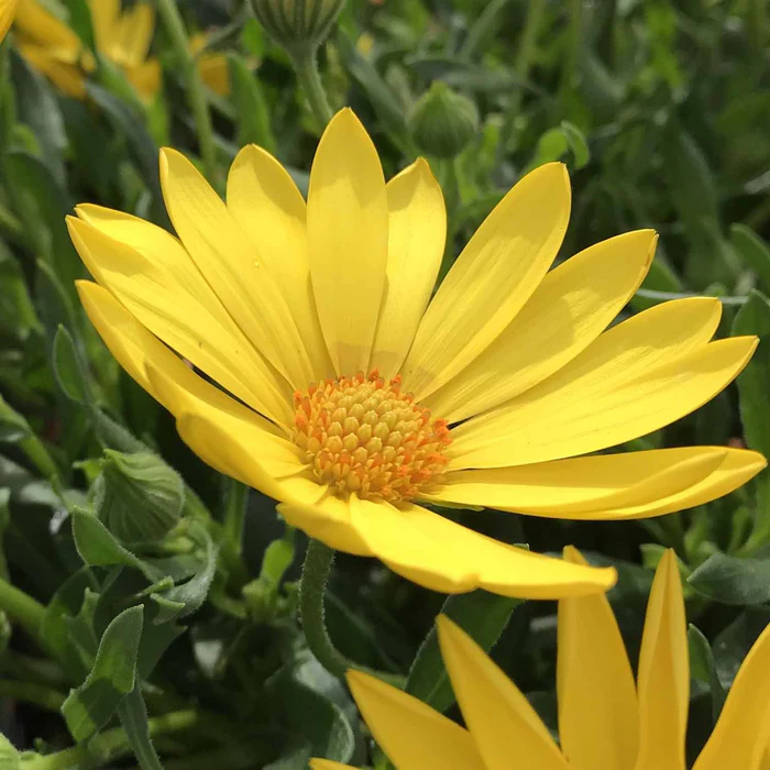 335-african-daisy-7.webp African Daisy