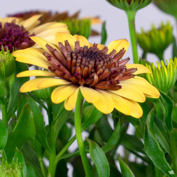 335-african-daisy-8.webp African Daisy