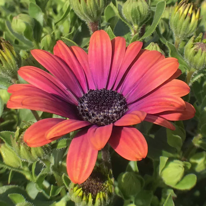 335-african-daisy-9.webp African Daisy