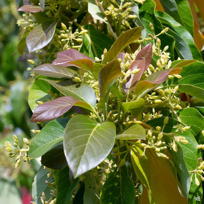 Avocado 'Zutano'
