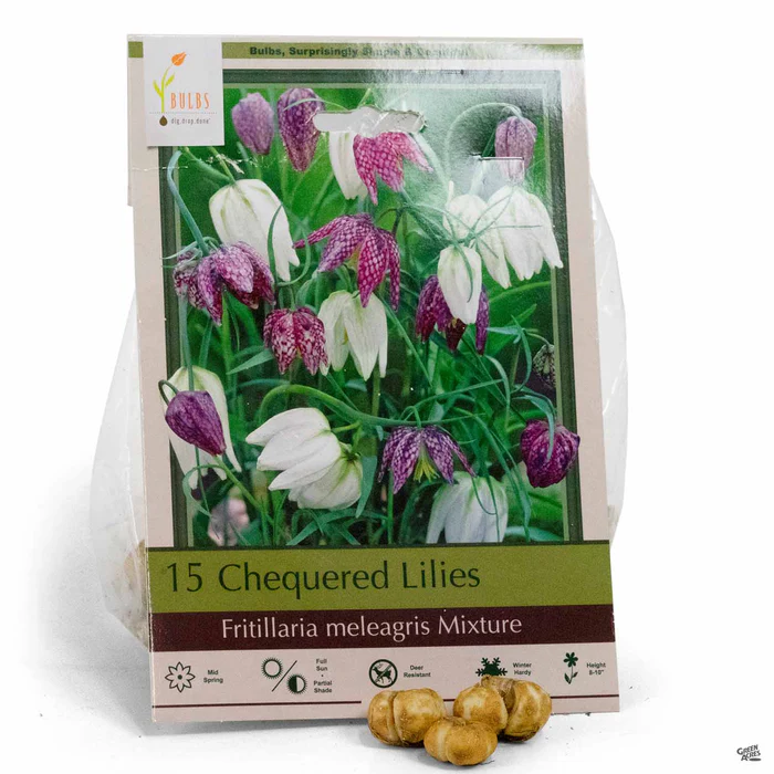 Chequered Lily