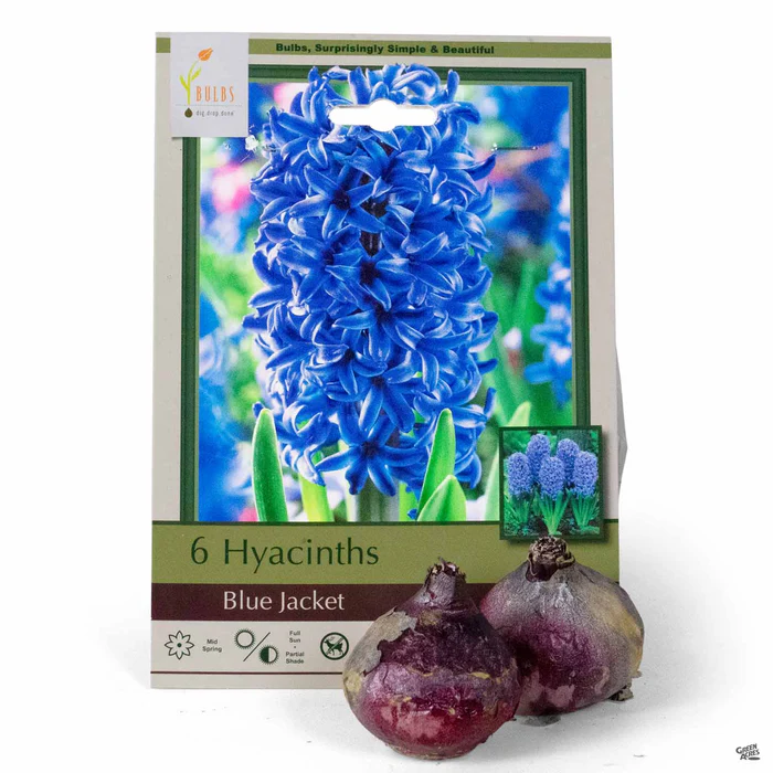 Hyacinth 'Blue Jacket'