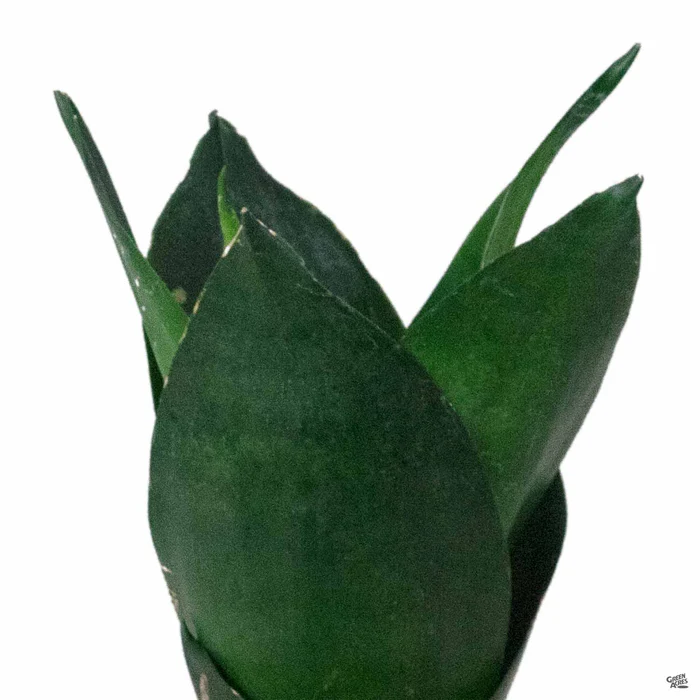 Sansevieria 'Black Hahnii'