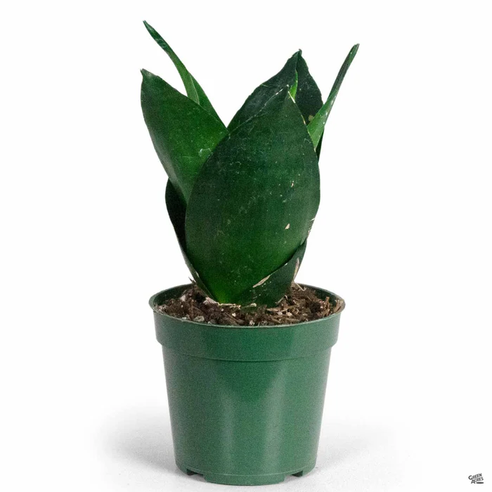 Sansevieria 'Black Hahnii'
