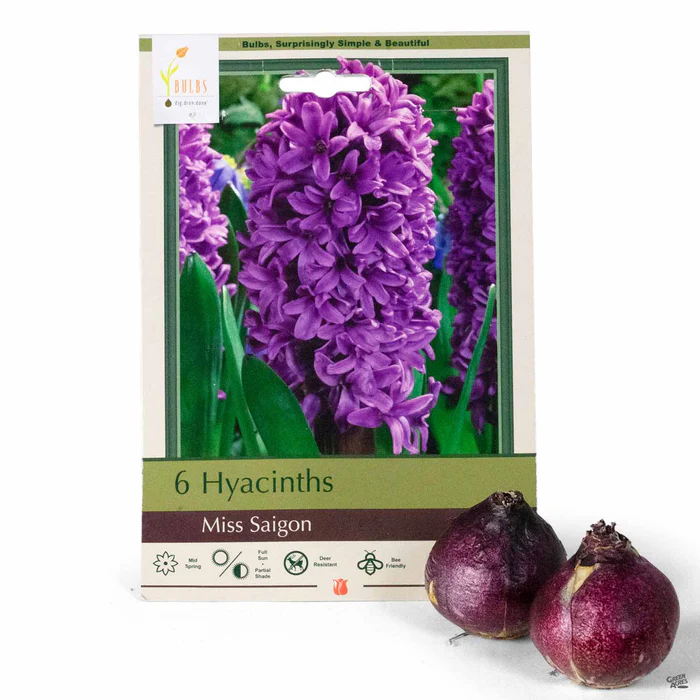 Hyacinth 'Miss Saigon'