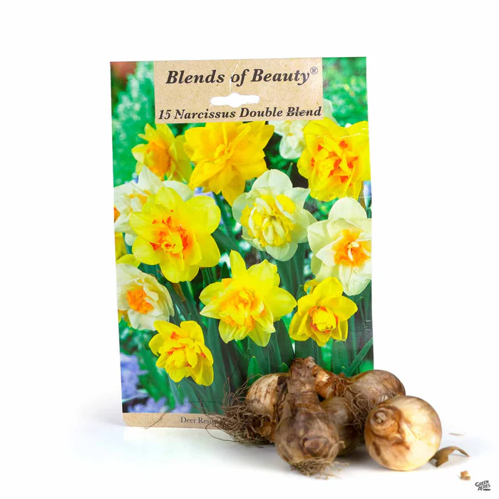 Daffodil 'Double Blend'