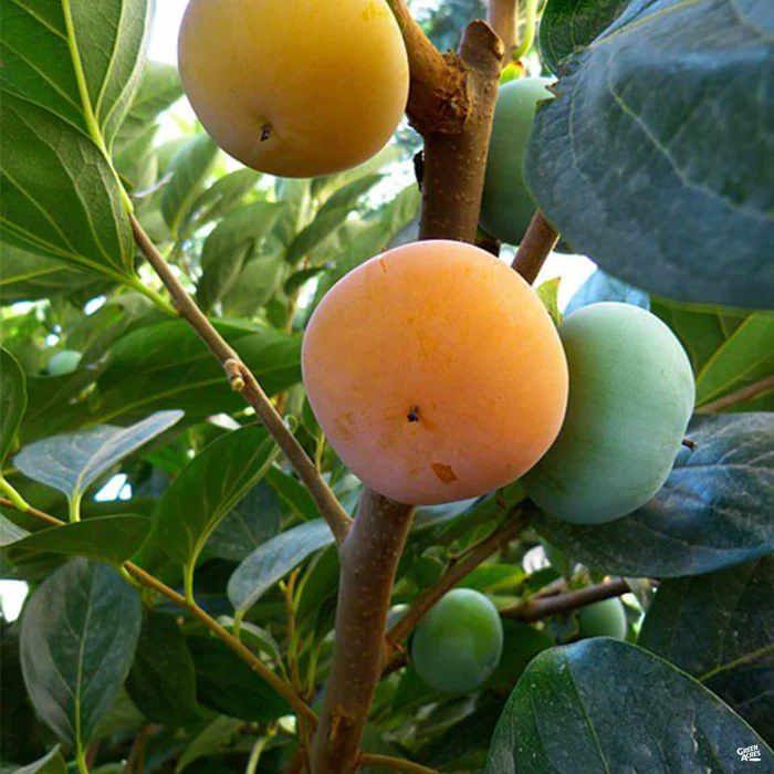 3359-persimmon-fuyu-1.webp Persimmon 'Fuyu'