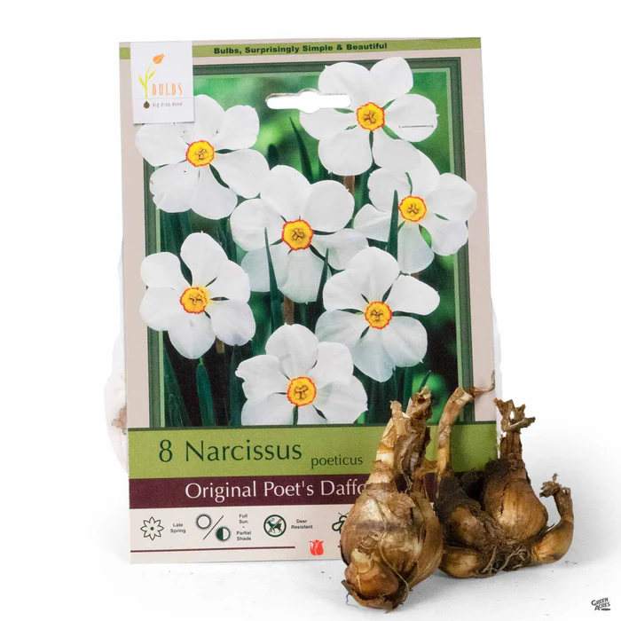 Daffodil 'Original Poet's Daffodil'
