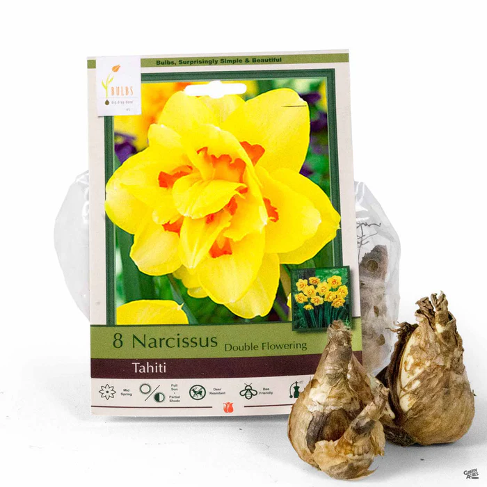 3364-daffodil-tahiti-1.webp Daffodil 'Tahiti'