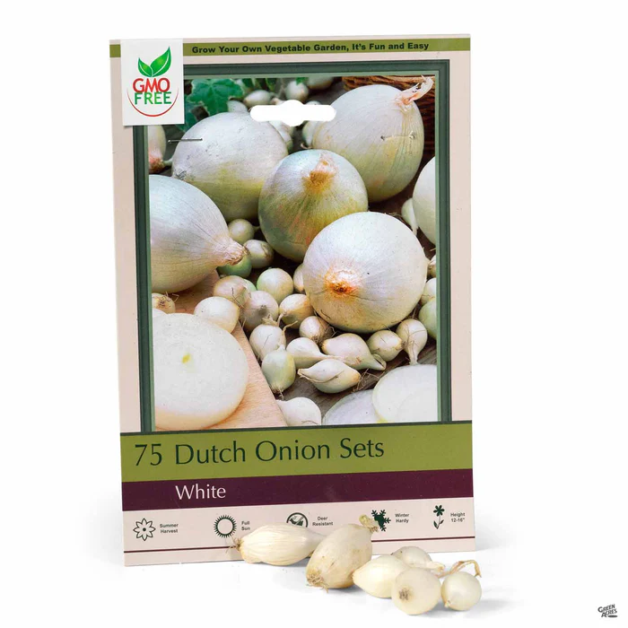 Dutch Onion 'White'