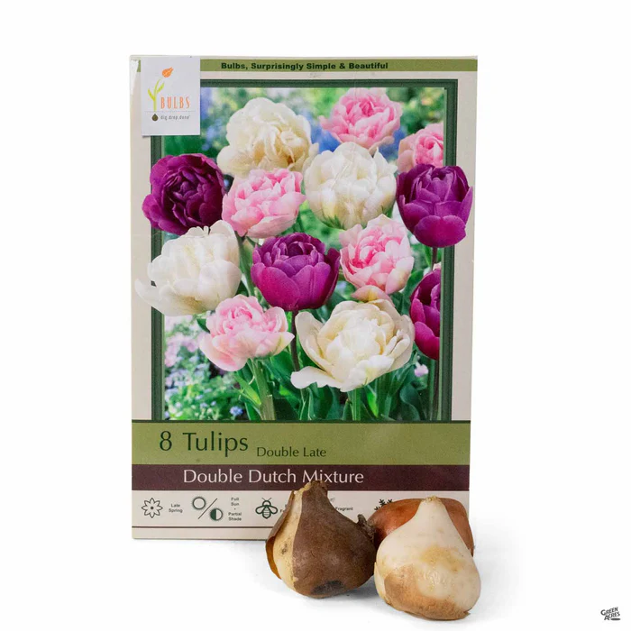 Tulip 'Double Late Double Dutch Mix'