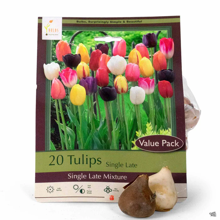 Tulip 'Single Late Mix'