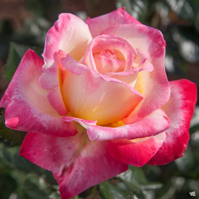 3371-enchanted-peace-rose-2.webp Enchanted Peace Rose