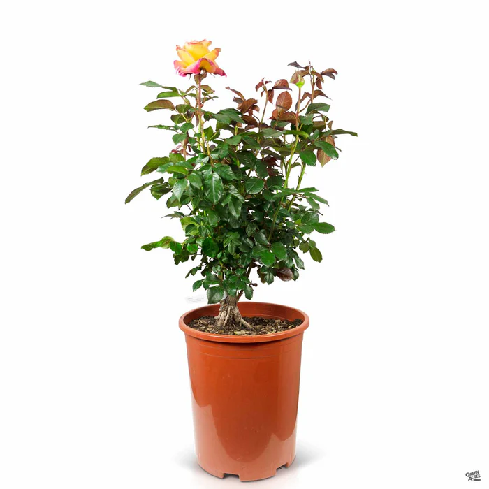 3371-enchanted-peace-rose-3.webp Enchanted Peace Rose