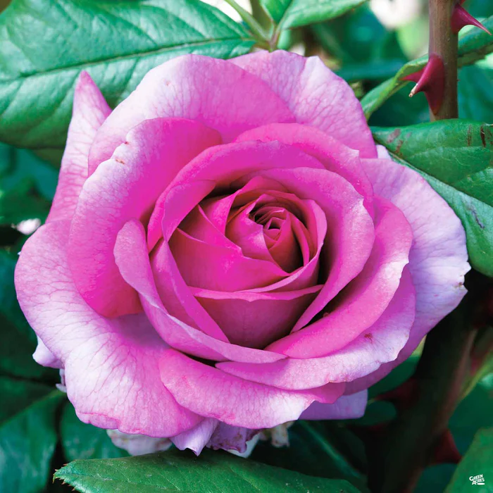 Perfume Factory Rose