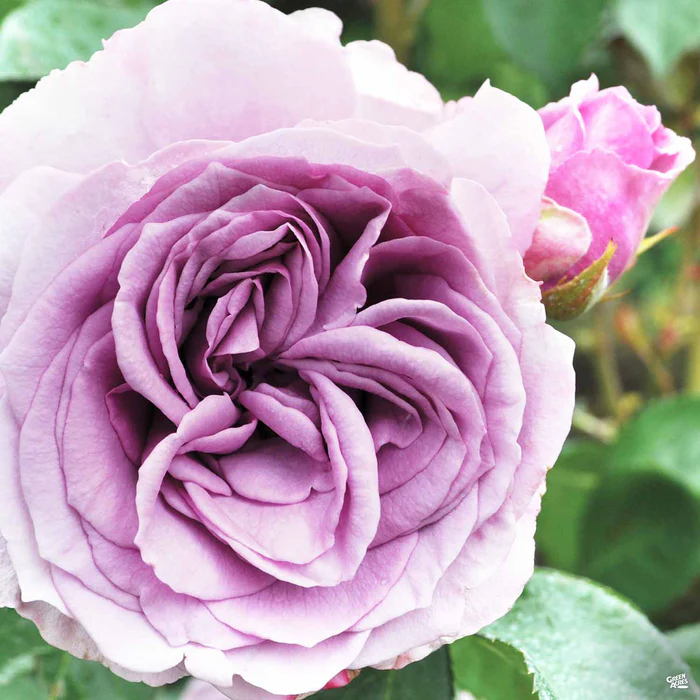 3373-quicksilver-arborose-climbing-rose-1.webp Quicksilver Arborose Climbing Rose