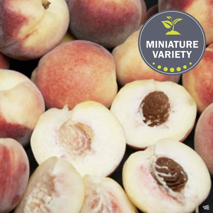 3375-peach-snow-babe-miniature-1.webp Peach 'Snow Babe', Miniature