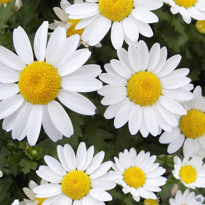 Paludosum Daisy