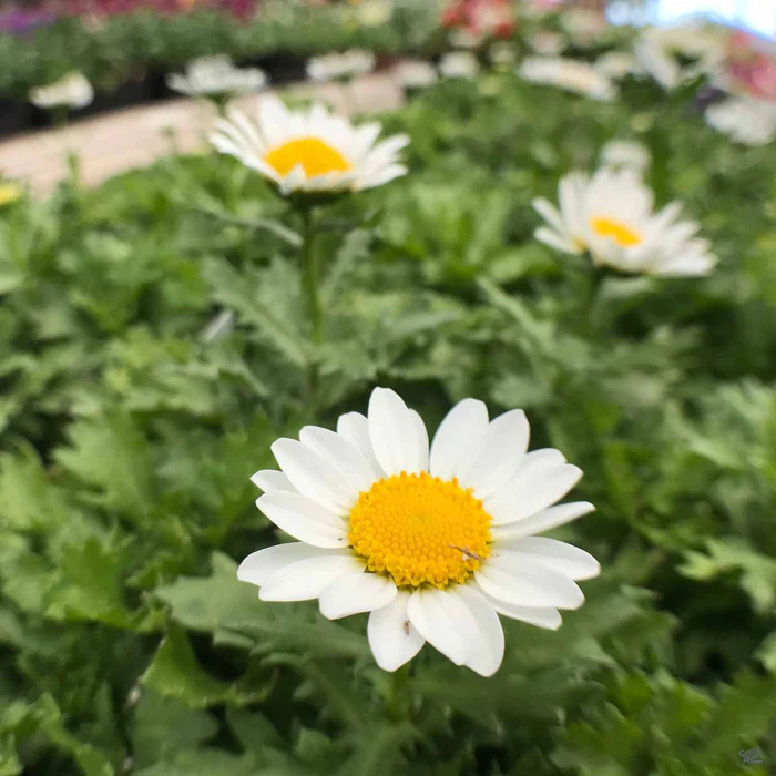 Paludosum Daisy