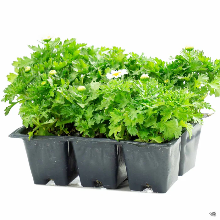 Paludosum Daisy