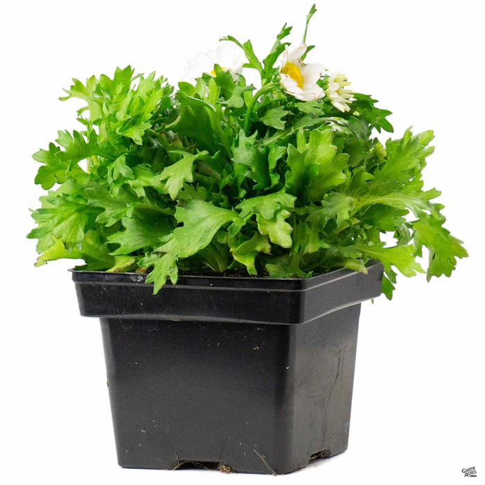 Paludosum Daisy