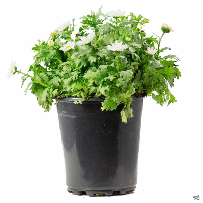 Paludosum Daisy