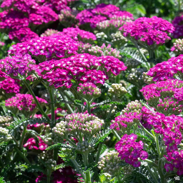 Yarrow 'New Vintage Violet'