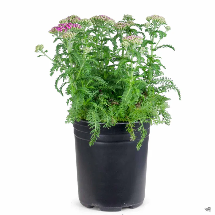 Yarrow 'New Vintage Violet'