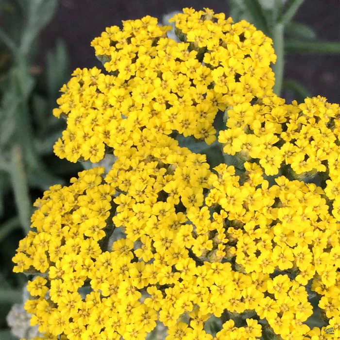 Yarrow 'Little Moonshine'
