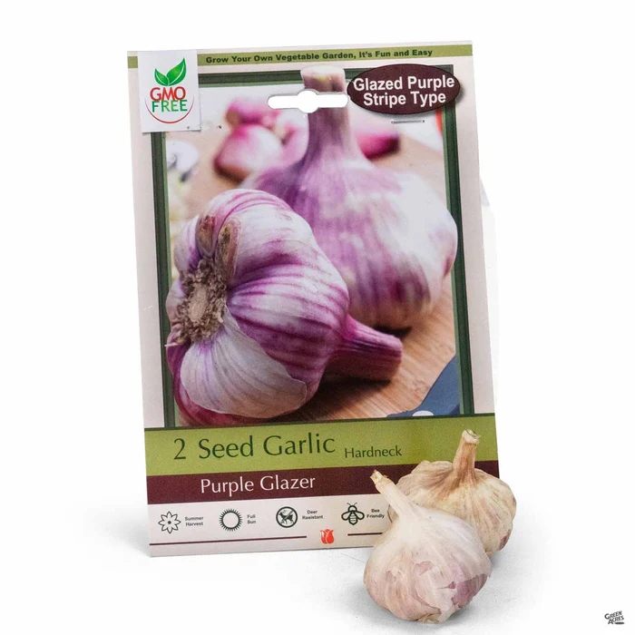 Garlic 'Purple Glazer'