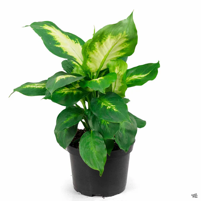 Dieffenbachia 'Camille'