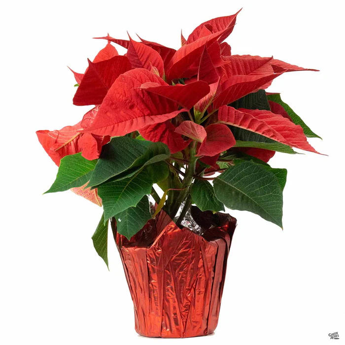 Poinsettia Red