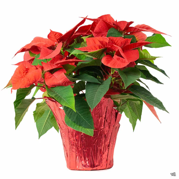 Poinsettia Red