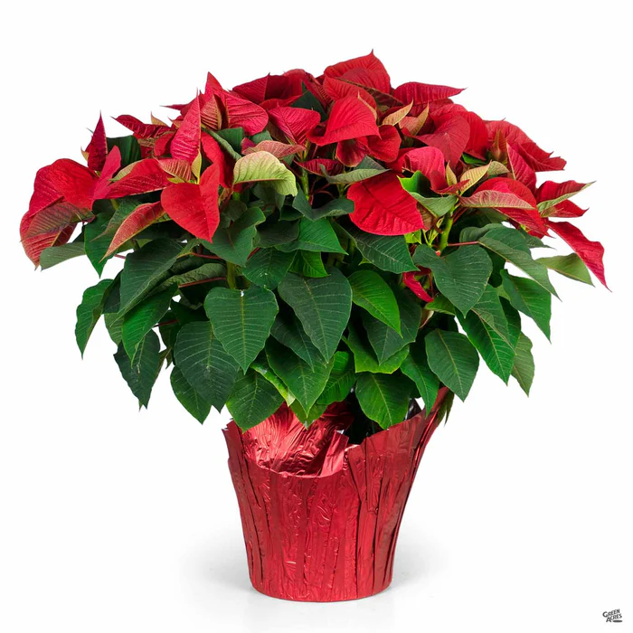 Poinsettia Red